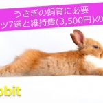 【徹底解説】うさぎの維持費が毎月3500円な理由を解説