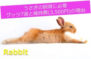 【徹底解説】うさぎの維持費が毎月3500円な理由を解説