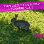 肥満うさぎがダイエットに成功した4つの減量方法とは