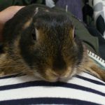 【2015年最新】これで寒さ対策OK!3種類のうさぎ防寒グッツとは?