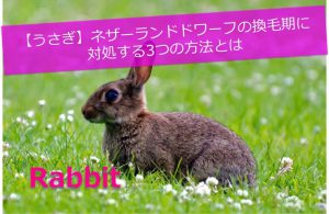 【うさぎ】ネザーランドドワーフの換毛期に対処する3つの方法とは
