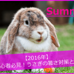 【2016年】初心者必見!うさぎの暑さ対策5選とは
