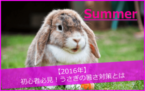 【2016年】初心者必見!うさぎの暑さ対策5選とは